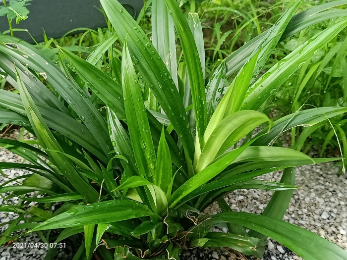 Pandanus amaryllifolius image