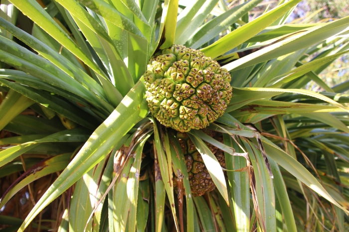 Pandanus odorifer image