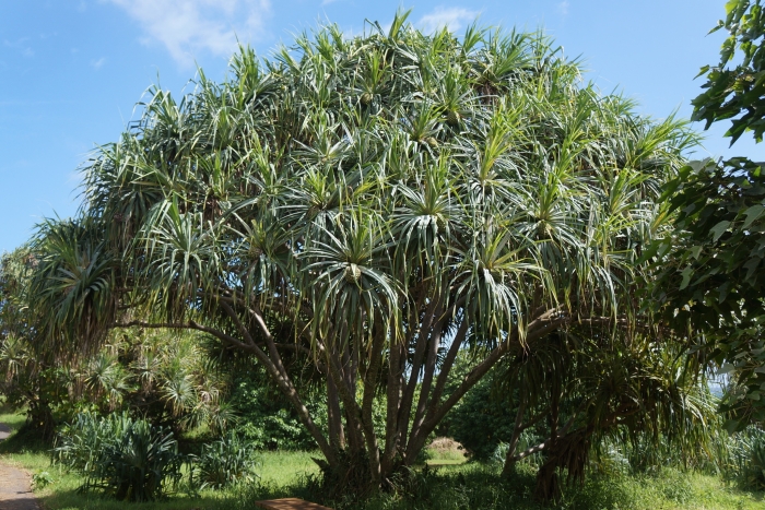 Pandanus tectorius image
