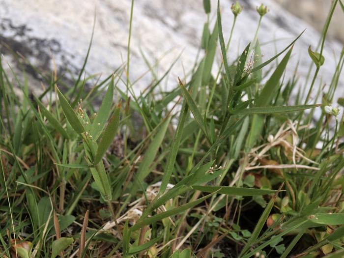 Panicum acuminatum image