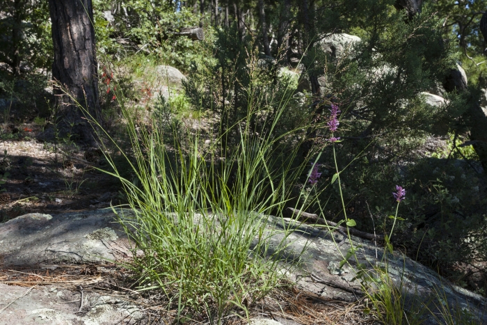 Panicum bulbosum image