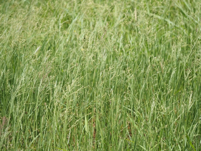 Panicum coloratum image