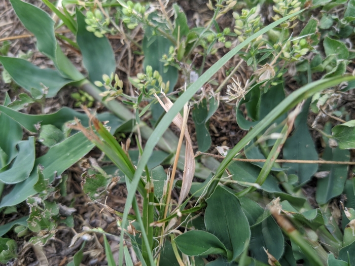 Panicum hallii image