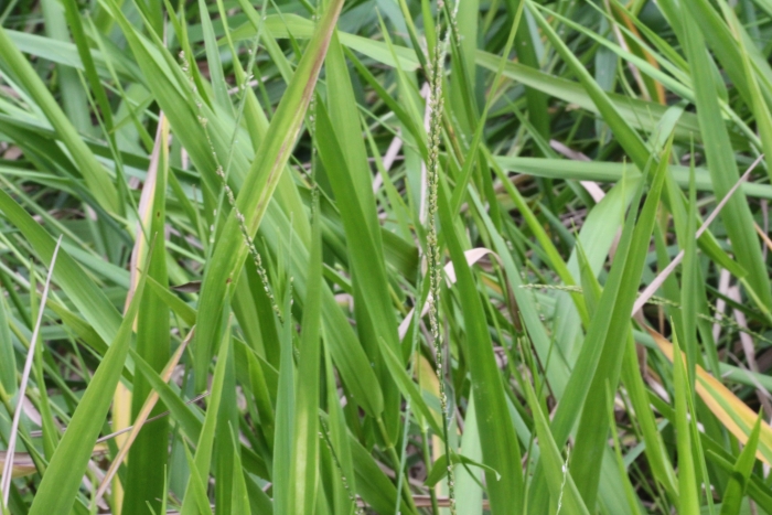 Panicum hemitomon image