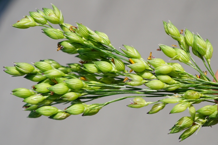 Panicum miliaceum image