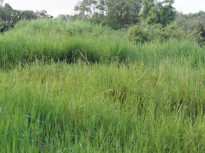 Panicum repens image