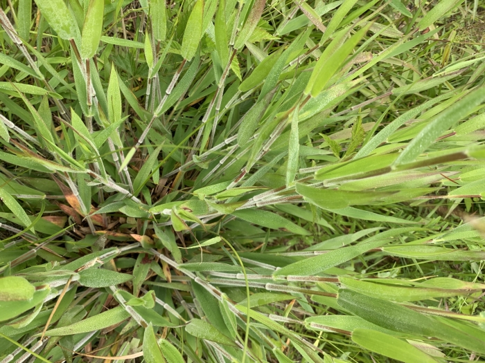 Panicum scoparium image