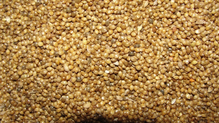 Panicum sumatrense image