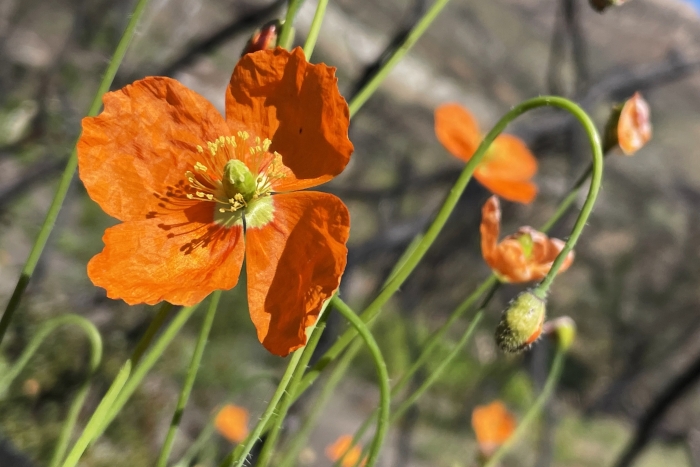 Papaver californicum image