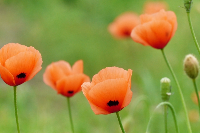Papaver dubium image