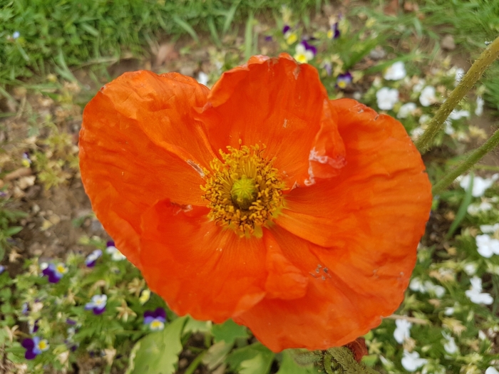 Papaver nudicaule image