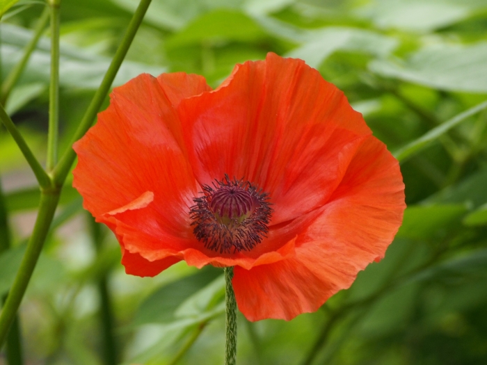 Papaver orientale image