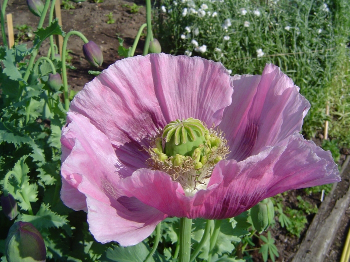 Papaver somniferum image