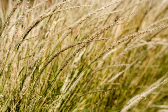 Pappophorum vaginatum image