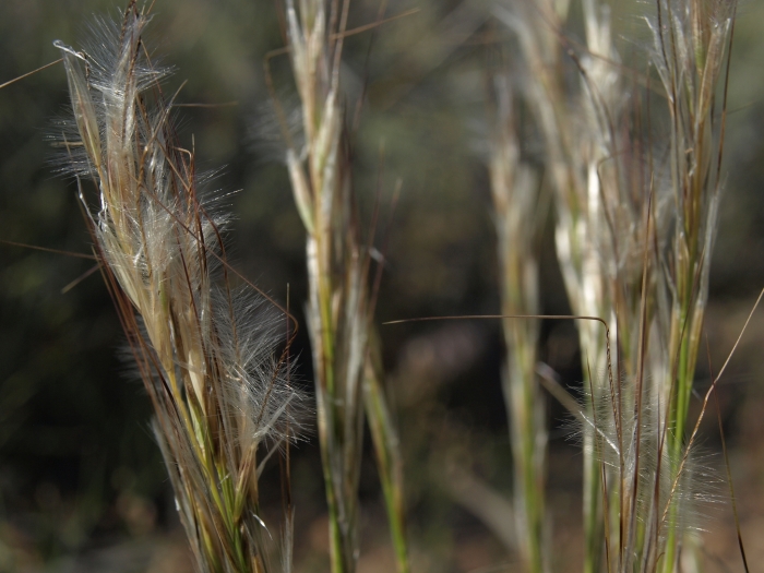 Stipa speciosa image