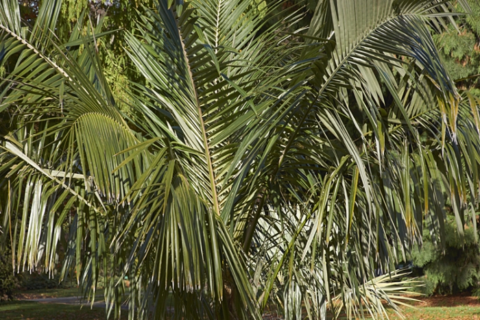 Parajubaea torallyi image