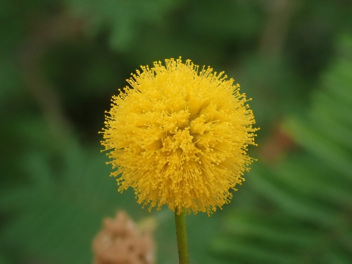 Parasenegalia visco image