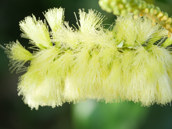 Paraserianthes lophantha image