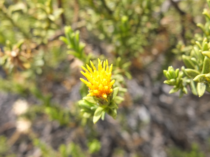 Parastrephia lucida image