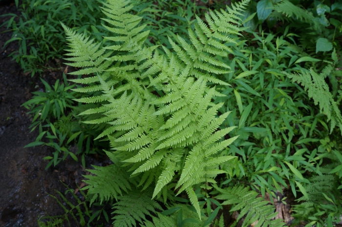 Parathelypteris noveboracensis image