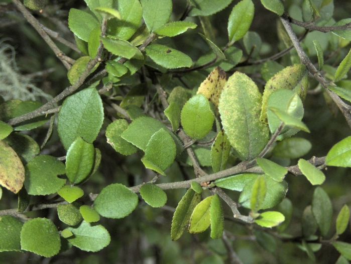 Paratrophis microphylla image