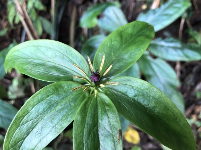 Paris polyphylla image