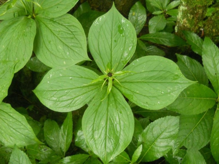 Paris quadrifolia image