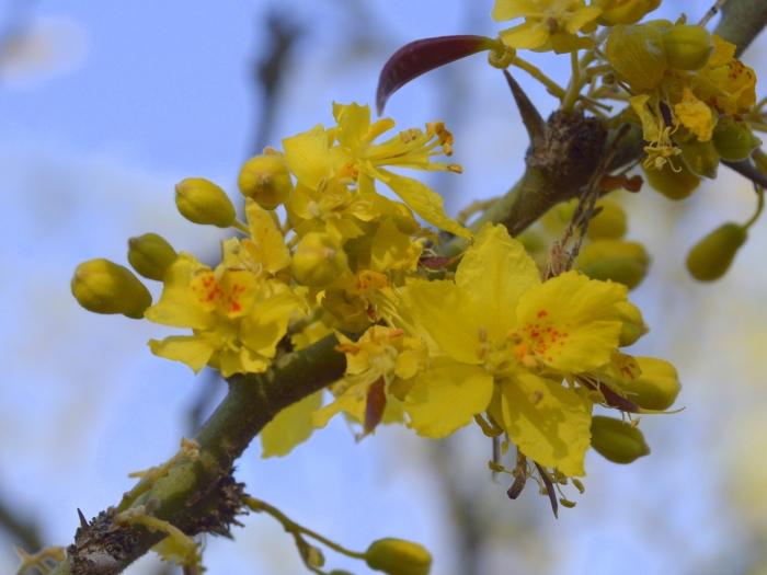 Parkinsonia praecox image