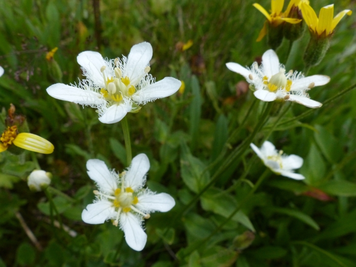 Parnassia fimbriata image