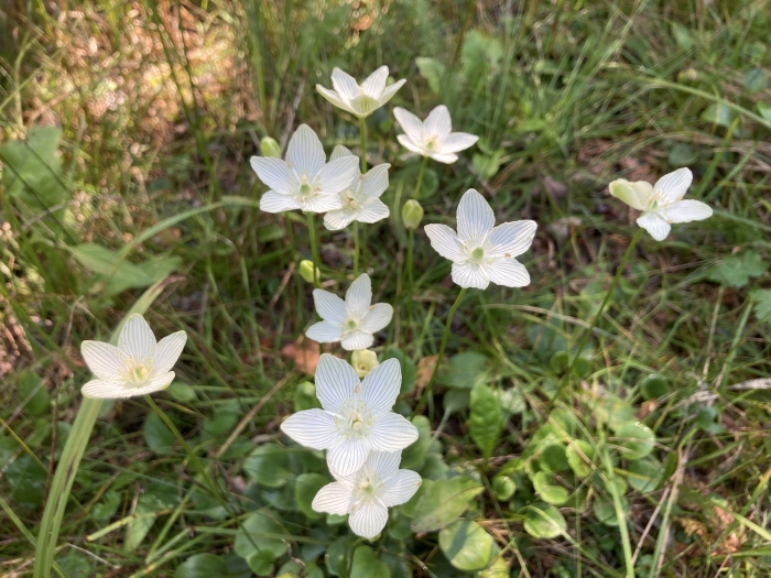 Parnassia glauca image