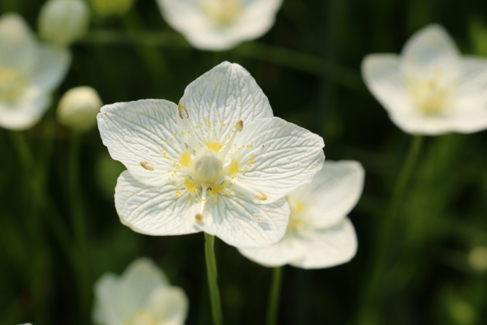 Parnassia palustris image