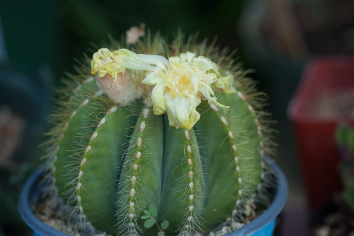Parodia magnifica image