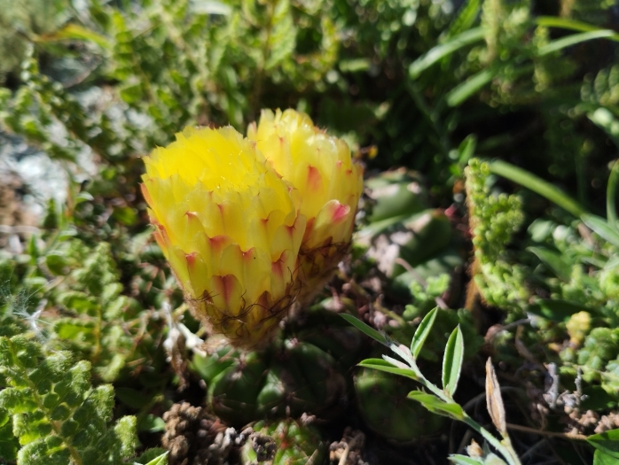 Parodia ottonis image