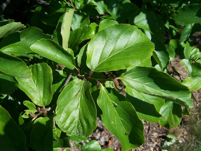 Parrotia persica image