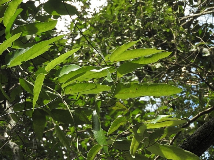 Parsonsia straminea image