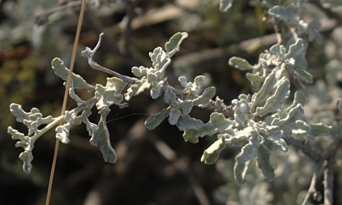 Parthenium incanum image