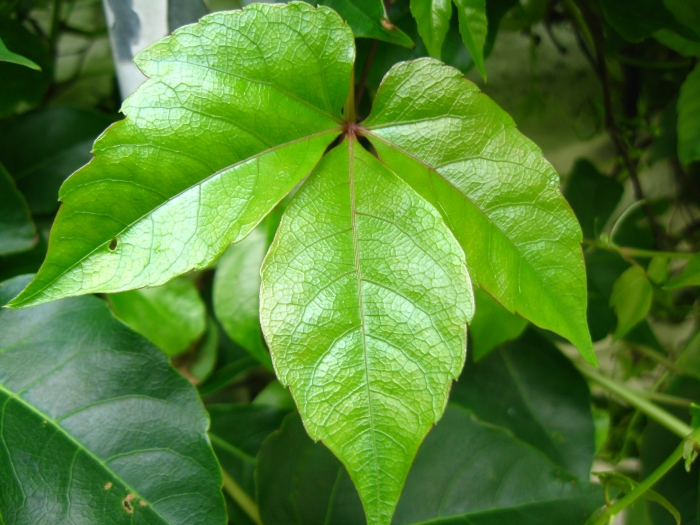 Parthenocissus dalzielii image