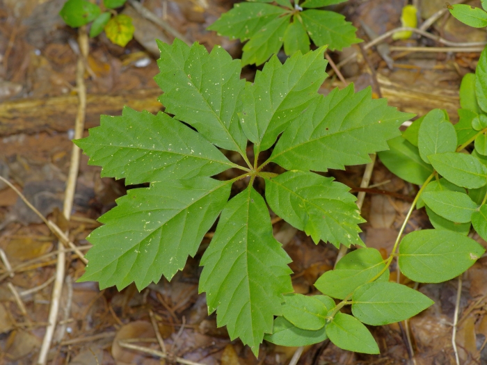 Parthenocissus heptaphylla image