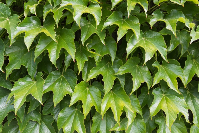 Parthenocissus tricuspidata image