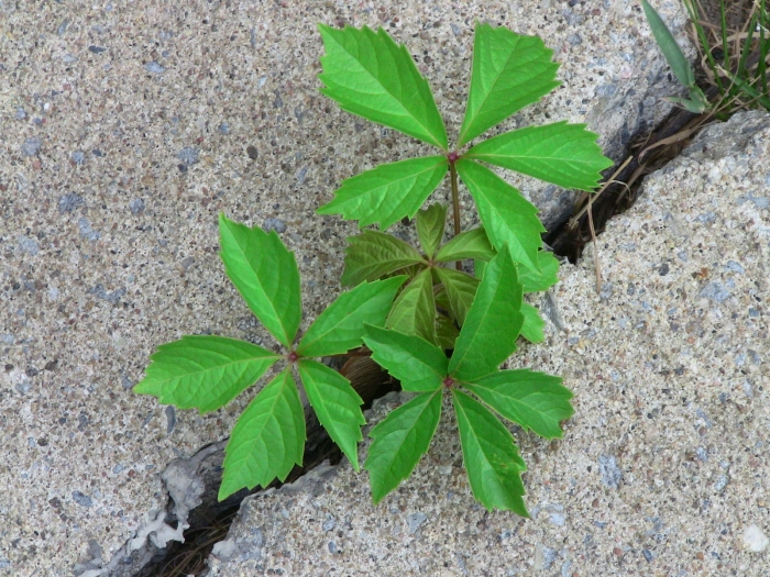 Parthenocissus vitacea image