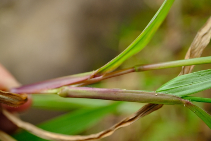 Paspalum conjugatum image
