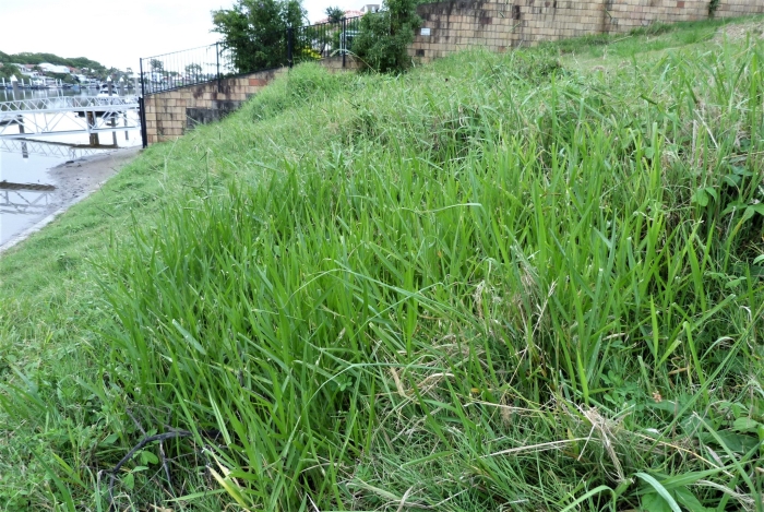Paspalum dilatatum image