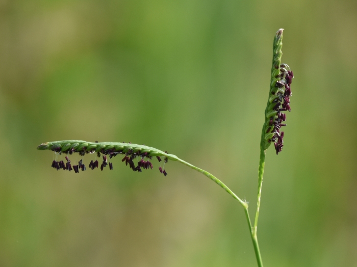 Paspalum distichum image
