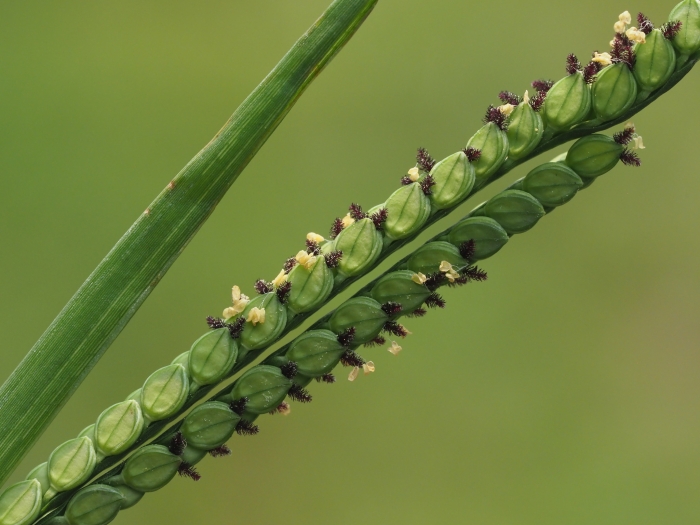 Paspalum laeve image