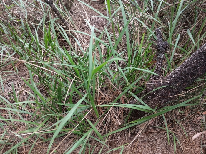 Paspalum pilosum image