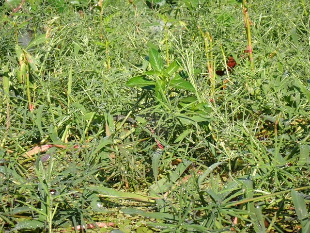 Paspalum repens image