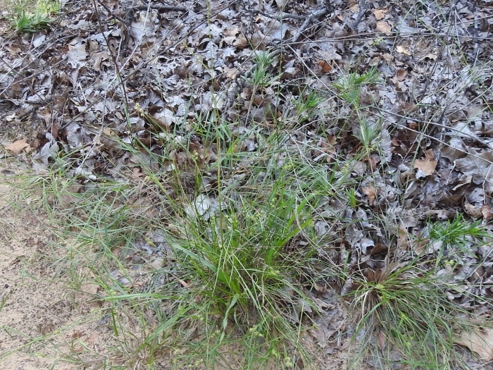 Paspalum setaceum image