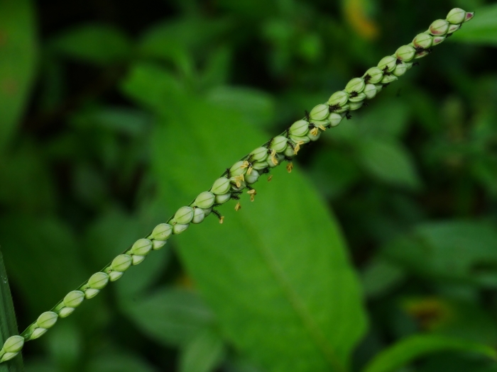 Paspalum thunbergii image