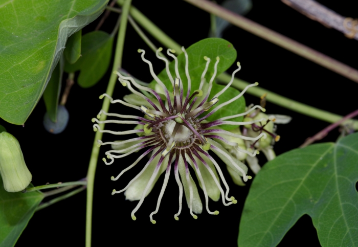 Passiflora affinis image