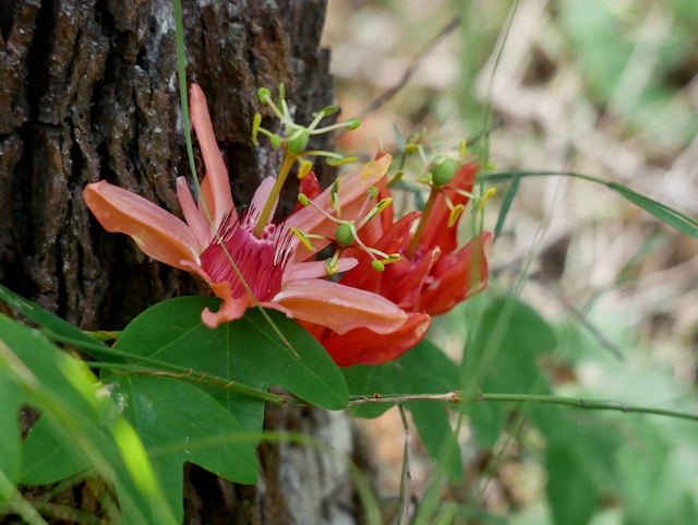 Passiflora aurantia image